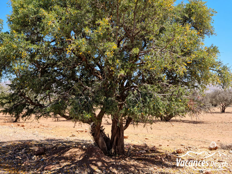 À la découverte des soins beauté marocains : secrets naturels du désert